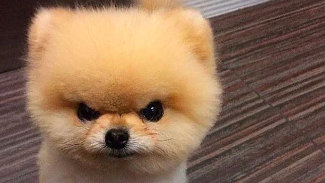 High Quality Cute angry dog Blank Meme Template
