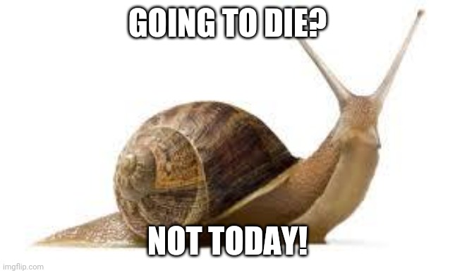 SNAIL | GOING TO DIE? NOT TODAY! | image tagged in snail | made w/ Imgflip meme maker