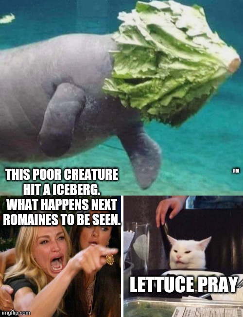 J M; THIS POOR CREATURE HIT A ICEBERG. WHAT HAPPENS NEXT ROMAINES TO BE SEEN. LETTUCE PRAY | image tagged in smudge the cat | made w/ Imgflip meme maker