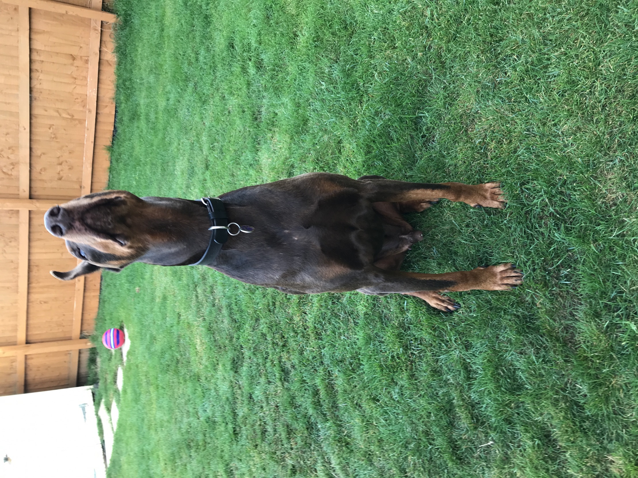 High Quality Dobermann Blank Meme Template