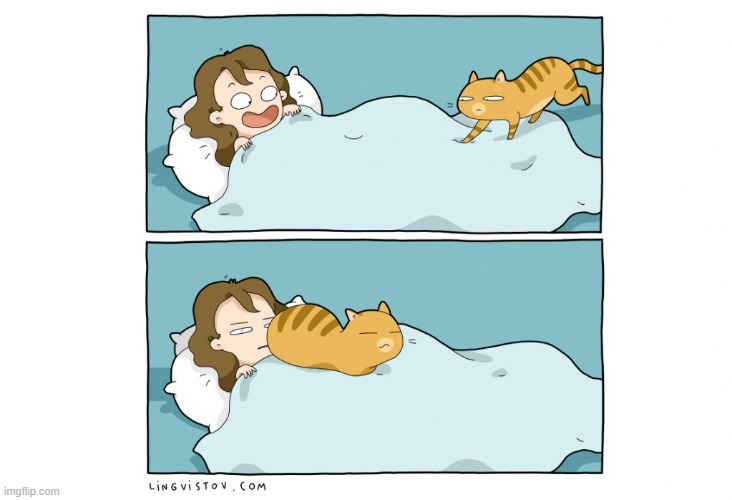 A Cat's Way Of Thinking | image tagged in memes,comics,cats,bed,butt,the face | made w/ Imgflip meme maker