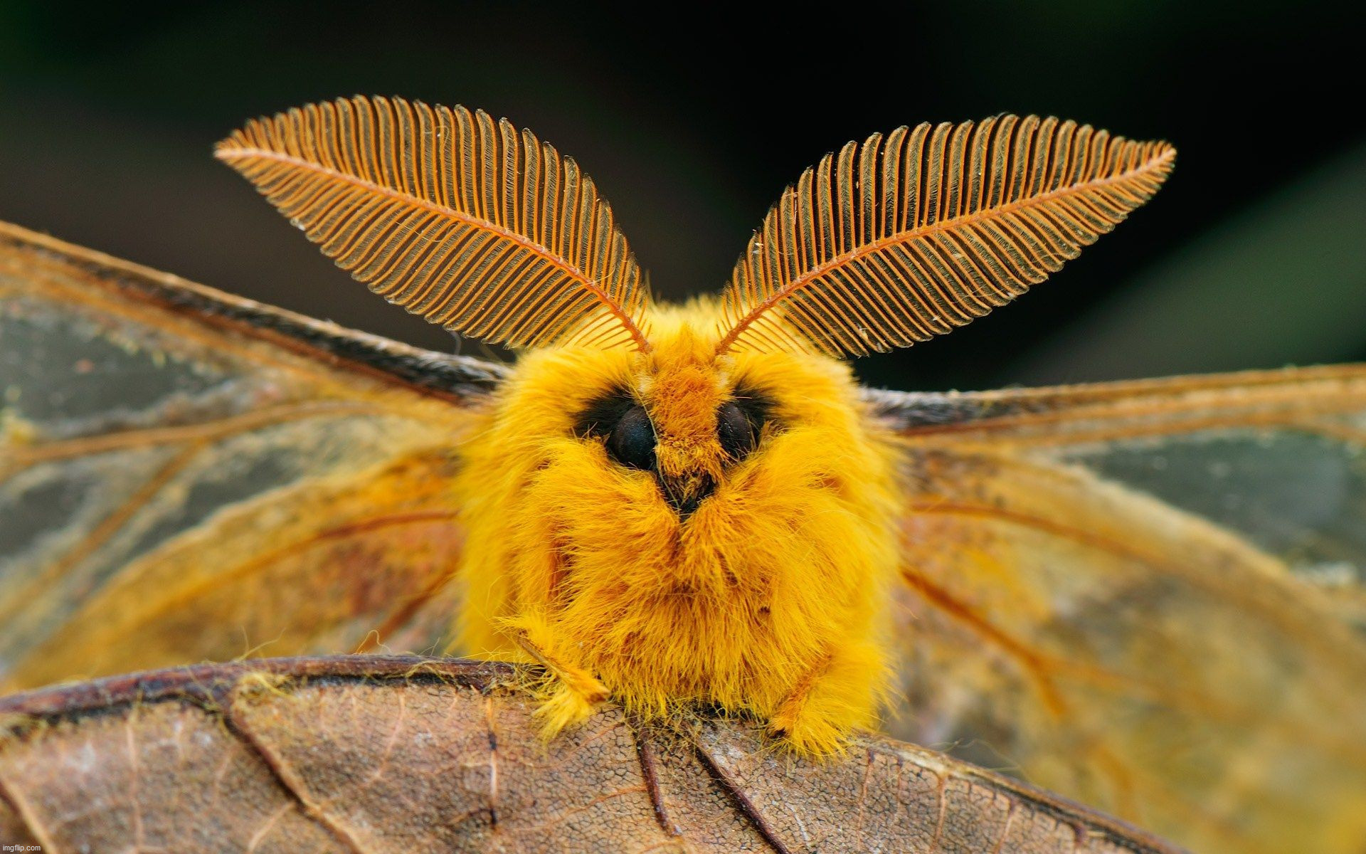 Mothra? | image tagged in awesome | made w/ Imgflip meme maker