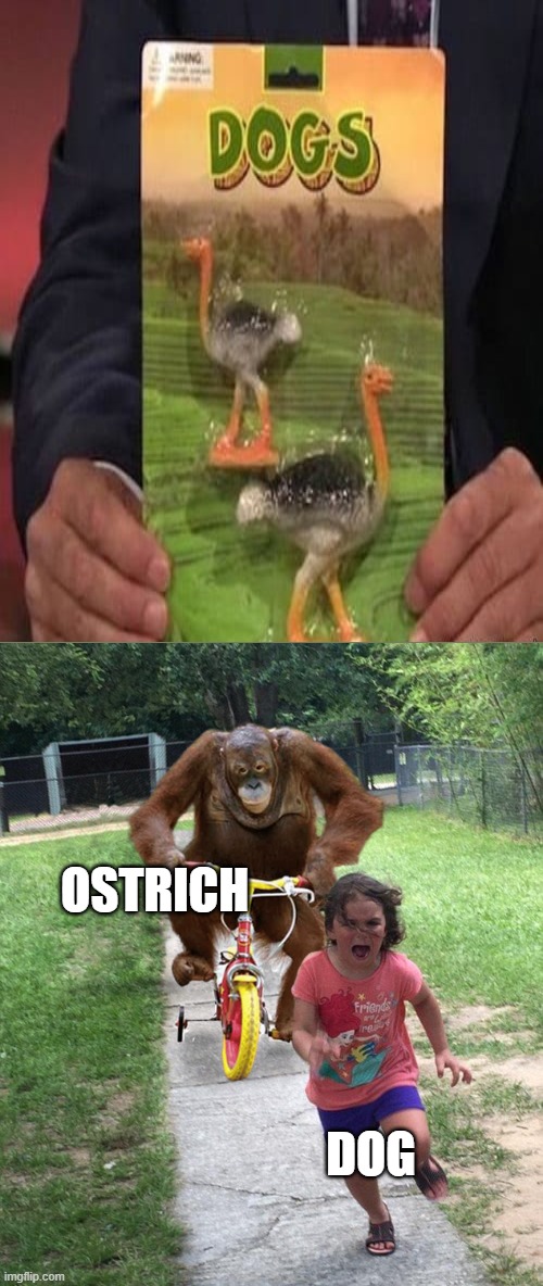 uh oh |  OSTRICH; DOG | image tagged in orangutan chasing girl on a tricycle,funny,fun,oh no | made w/ Imgflip meme maker