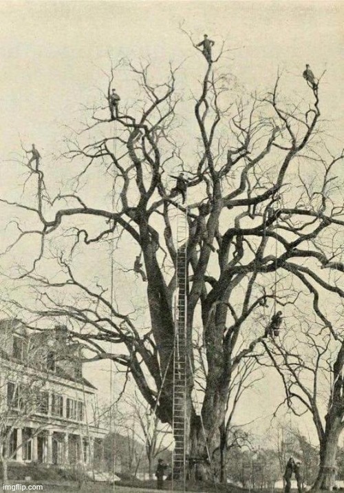 Tree trimmers in 19th century America | image tagged in you had one job,i too like to live dangerously,happy tree friends,back in my day,autumn leaves,winter is coming | made w/ Imgflip meme maker