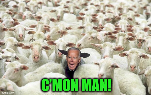 black sheep | C’MON MAN! | image tagged in black sheep | made w/ Imgflip meme maker