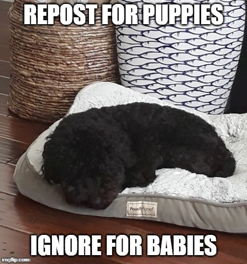 :0 PUPPPPPPPIIEESSSSSSS | made w/ Imgflip meme maker