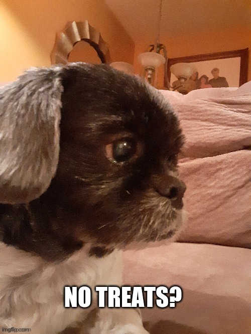 sad dog | NO TREATS? | image tagged in sad dog | made w/ Imgflip meme maker