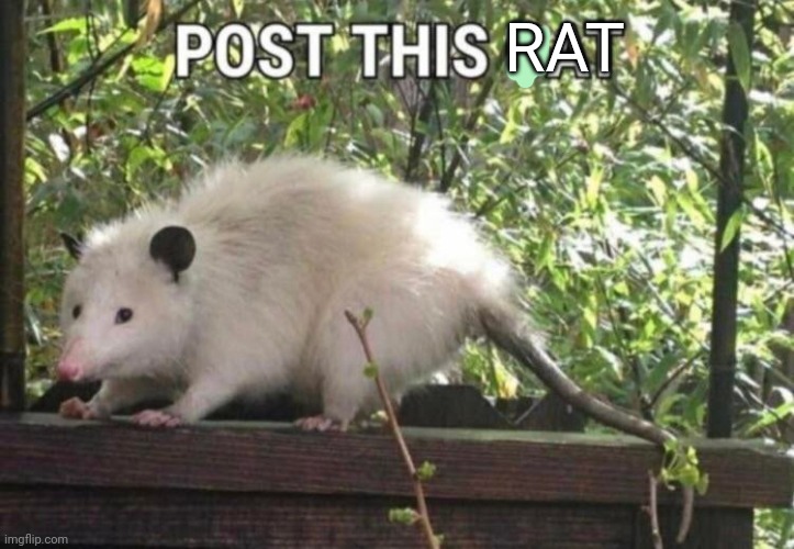Rat invasion | RAT | image tagged in rats,invasion,post,this rat,but why why would you do that | made w/ Imgflip meme maker