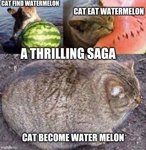 CAT FIND WATERMELON; CAT EAT WATERMELON; A THRILLING SAGA; CAT BECOME WATER MELON | made w/ Imgflip meme maker