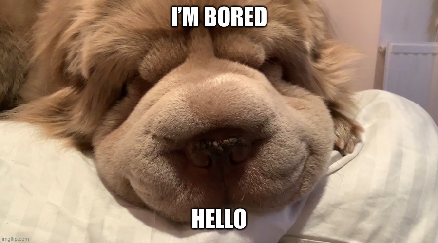 Boredom initiated | I’M BORED; HELLO | image tagged in bored,boredom,doge,dog | made w/ Imgflip meme maker