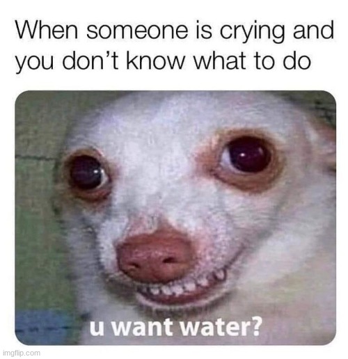 this is true | image tagged in akward,funny dogs | made w/ Imgflip meme maker