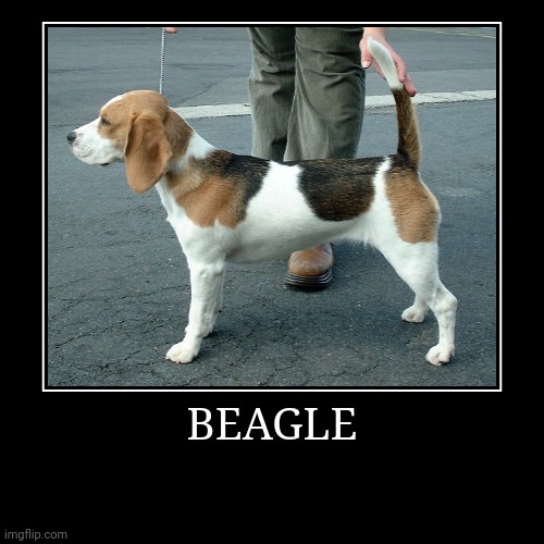 Beagle | BEAGLE | | image tagged in demotivationals,dog | made w/ Imgflip demotivational maker