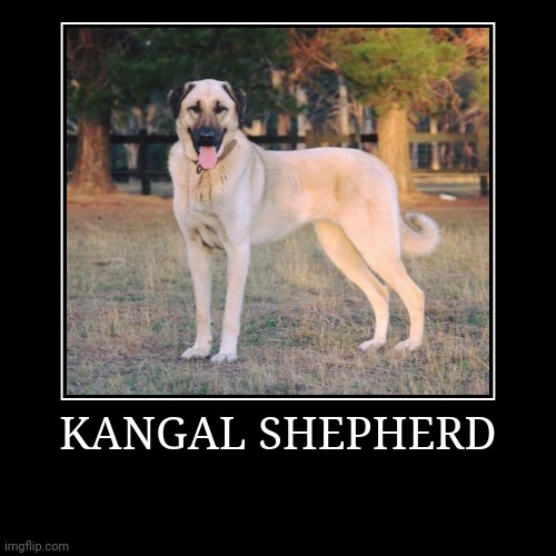 Kangal Shepherd | KANGAL SHEPHERD | | image tagged in demotivationals,dog | made w/ Imgflip demotivational maker