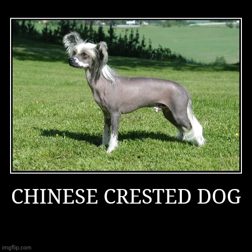Chinese Crested Dog | CHINESE CRESTED DOG | | image tagged in demotivationals,dog | made w/ Imgflip demotivational maker