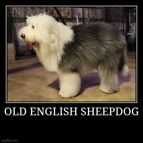 Old English Sheepdog | OLD ENGLISH SHEEPDOG | | image tagged in demotivationals,dog | made w/ Imgflip demotivational maker