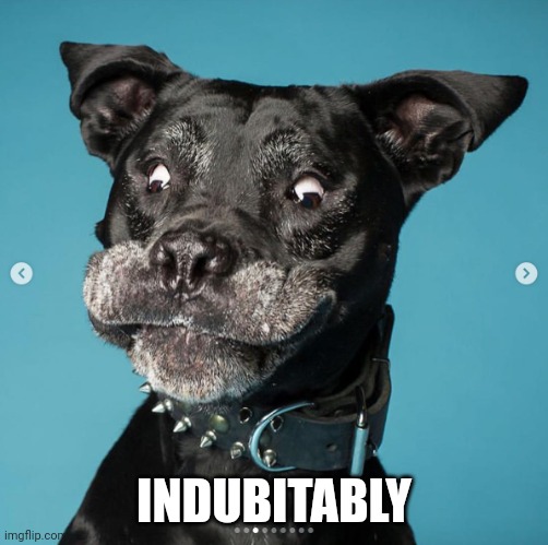 Indubitably Dog | INDUBITABLY | image tagged in indubitably dog | made w/ Imgflip meme maker
