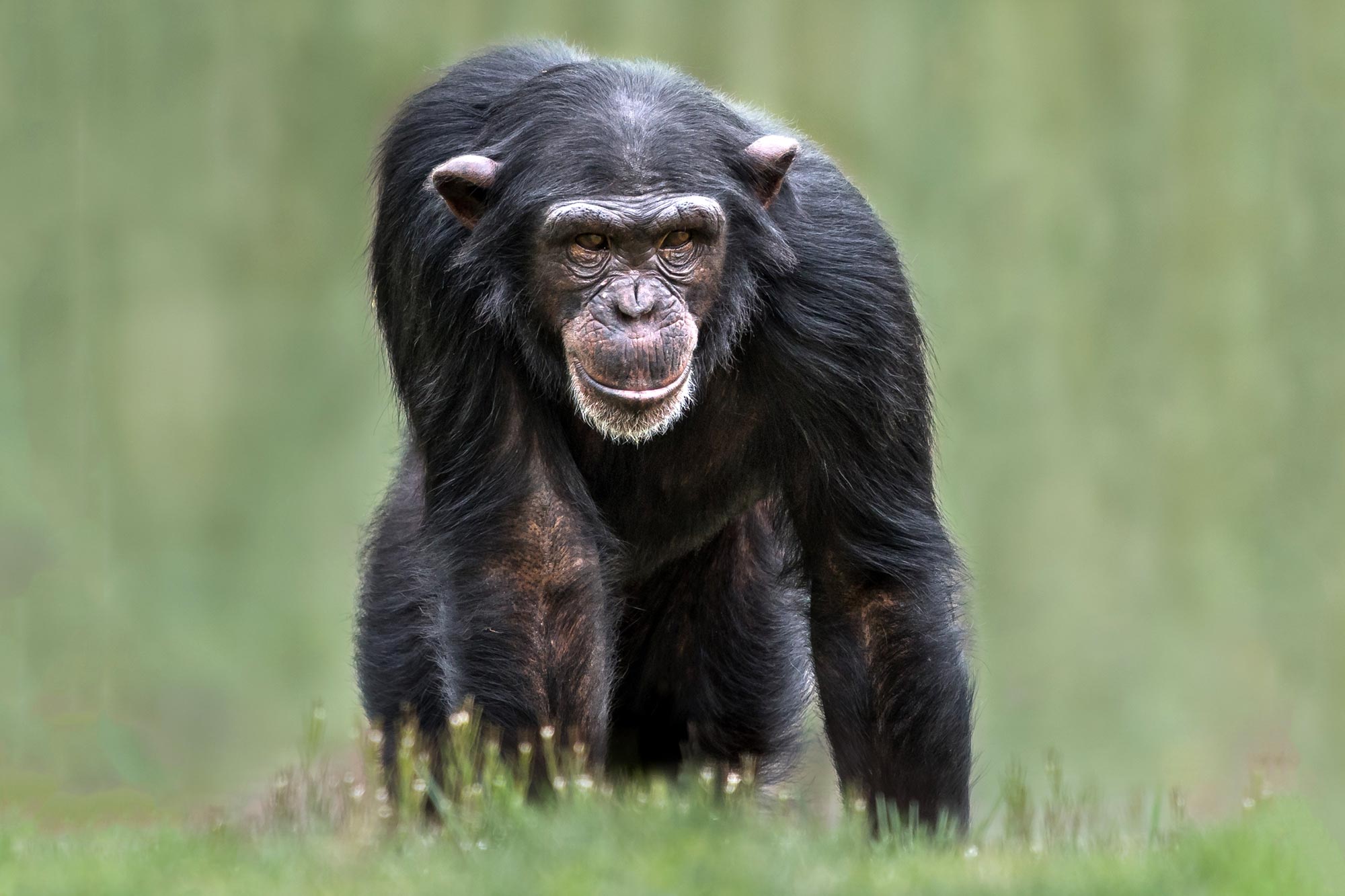 High Quality Chimpanzee Blank Meme Template