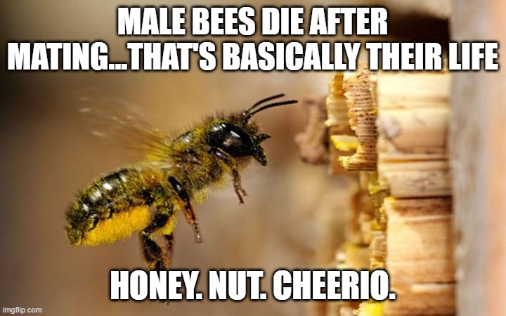 Short n Sweet | MALE BEES DIE AFTER MATING...THAT'S BASICALLY THEIR LIFE; HONEY. NUT. CHEERIO. | image tagged in bee | made w/ Imgflip meme maker