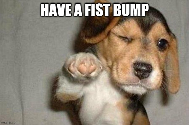 Awesome Dog | HAVE A FIST BUMP | image tagged in awesome dog | made w/ Imgflip meme maker