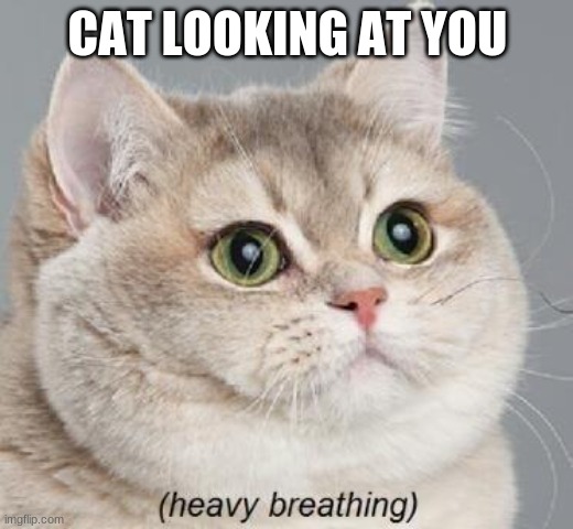 CAT LOOKING AT YOU | image tagged in memes,heavy breathing cat | made w/ Imgflip meme maker