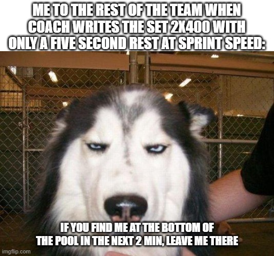 practice may suck, but i cant live without swimming | ME TO THE REST OF THE TEAM WHEN COACH WRITES THE SET 2X400 WITH ONLY A FIVE SECOND REST AT SPRINT SPEED:; IF YOU FIND ME AT THE BOTTOM OF THE POOL IN THE NEXT 2 MIN, LEAVE ME THERE | image tagged in seriously_husky,swimming | made w/ Imgflip meme maker