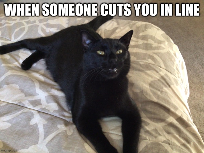 When someone cuts you in line… | WHEN SOMEONE CUTS YOU IN LINE | image tagged in cats | made w/ Imgflip meme maker
