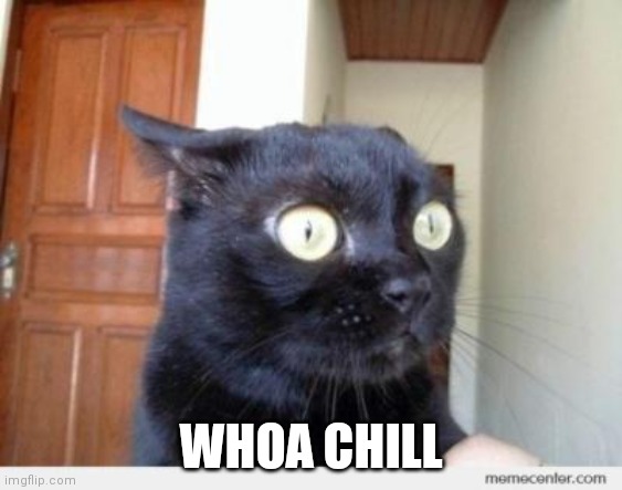 Scared Cat | WHOA CHILL | image tagged in scared cat | made w/ Imgflip meme maker