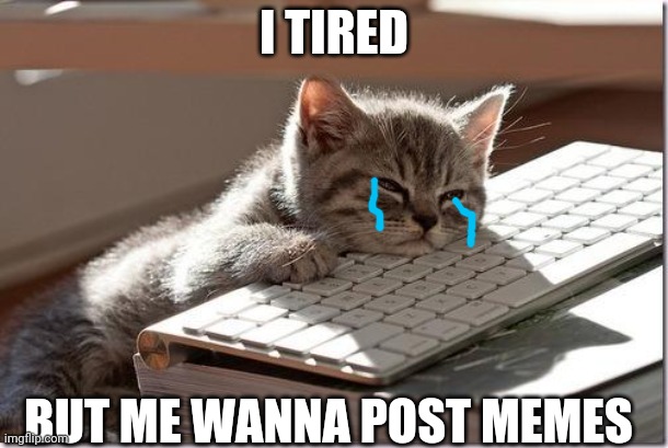 So tired | I TIRED; BUT ME WANNA POST MEMES | image tagged in bored keyboard cat | made w/ Imgflip meme maker