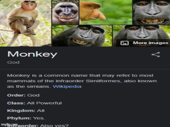 Monkey. | image tagged in monke,monkey,oh wow are you actually reading these tags,stop reading the tags,ha ha tags go brr,unnecessary tags | made w/ Imgflip meme maker
