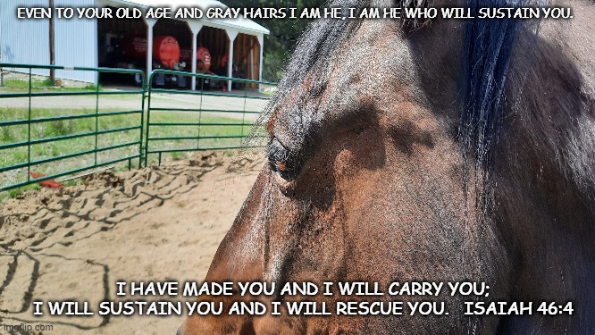 Isaiah 46:6 | EVEN TO YOUR OLD AGE AND GRAY HAIRS I AM HE, I AM HE WHO WILL SUSTAIN YOU. I HAVE MADE YOU AND I WILL CARRY YOU;
I WILL SUSTAIN YOU AND I WILL RESCUE YOU.   ISAIAH 46:4 | image tagged in horse,old age,uplifting | made w/ Imgflip meme maker