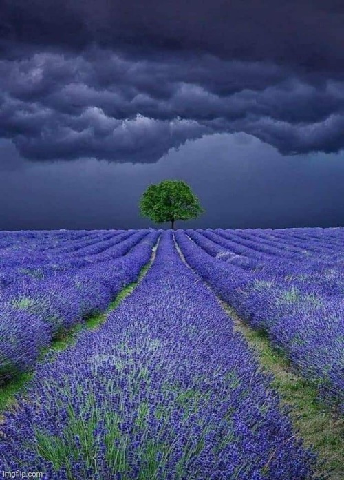 Lavender Night | image tagged in lavender,field,night,scene,beautiful nature | made w/ Imgflip meme maker