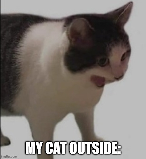 AAAAAAAAAAAAAAAAAAAAAAAAAAAAAAAAAAAAAAAAAAAAAAAAAAAAAAAAAAAAAAAAAAAAAAAAAAAAAAAAAAAAAAAAAAAAAAAAAAAAAAAAAAAAAAAAAAAAAAAAAAAAAAAA | MY CAT OUTSIDE: | image tagged in aaaaaaaaaaa | made w/ Imgflip meme maker