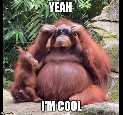 Yeah I'm cool | YEAH; I'M COOL | image tagged in cool monke | made w/ Imgflip meme maker