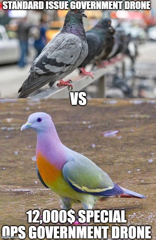 spread the bird truth! | STANDARD ISSUE GOVERNMENT DRONE; VS; 12,000$ SPECIAL OPS GOVERNMENT DRONE | image tagged in funny memes,birds,drone | made w/ Imgflip meme maker