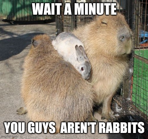 BUNNY MUST BE CONFUSED | WAIT A MINUTE; YOU GUYS  AREN'T RABBITS | image tagged in bunny,rabbit,bunnies | made w/ Imgflip meme maker