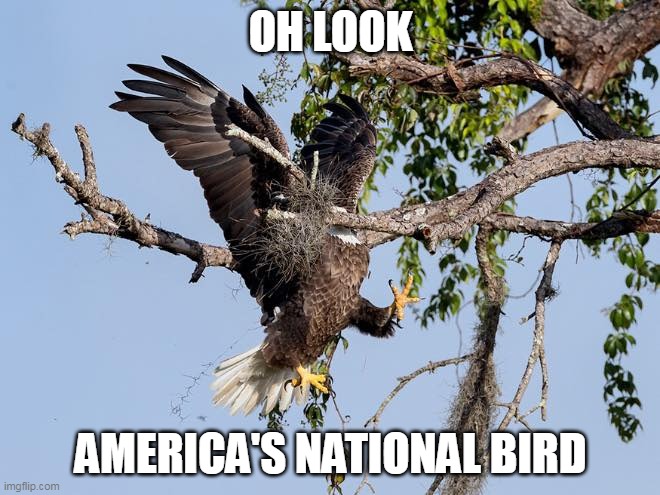America's national bird | OH LOOK; AMERICA'S NATIONAL BIRD | image tagged in bald eagle crash | made w/ Imgflip meme maker