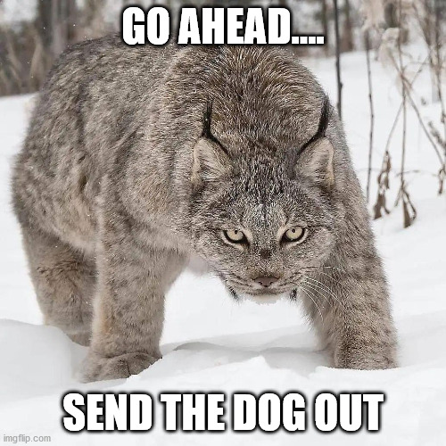 Send the Dog out | GO AHEAD.... SEND THE DOG OUT | image tagged in send the dog out,grumpy cat,funny cat memes | made w/ Imgflip meme maker