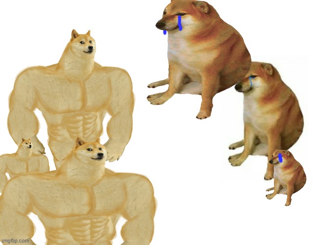 doge | image tagged in buff doge vs cheems | made w/ Imgflip meme maker