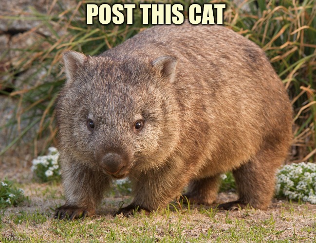 POST THIS CAT | made w/ Imgflip meme maker