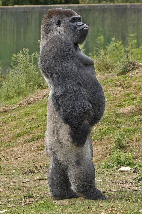 ape Blank Meme Template