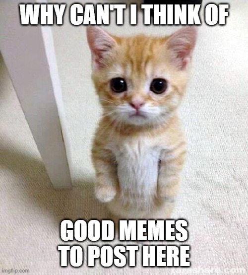 dont judge me pls | WHY CAN'T I THINK OF; GOOD MEMES TO POST HERE | image tagged in memes,cute cat | made w/ Imgflip meme maker