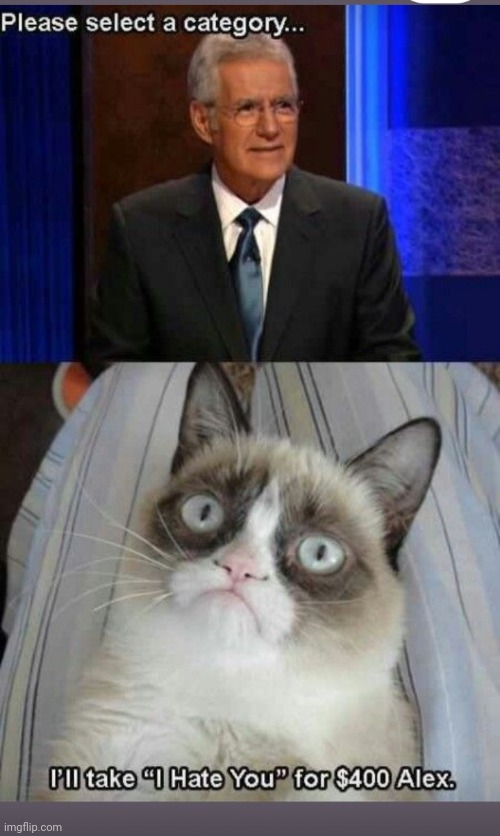 He is so GRUMPY | image tagged in grumpy cat,rules,grumpy cat not amused | made w/ Imgflip meme maker