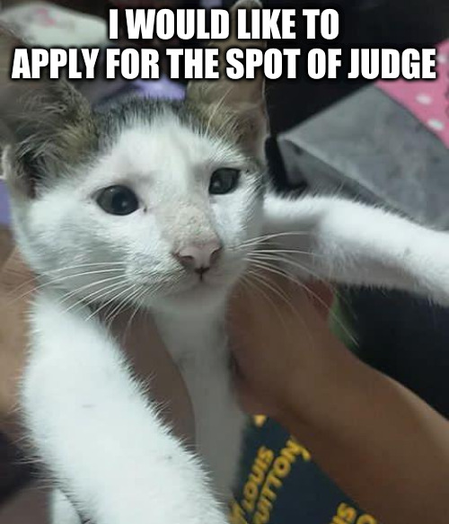 Mod note: yes, i can't comment but any major user in the AGA can be a judge. | I WOULD LIKE TO APPLY FOR THE SPOT OF JUDGE | image tagged in babys cat | made w/ Imgflip meme maker