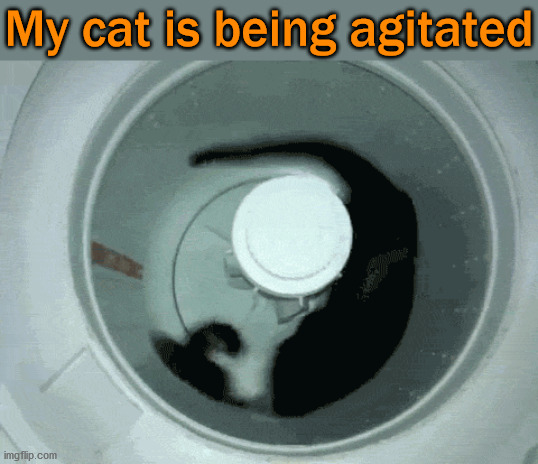 My cat is being agitated | image tagged in cats | made w/ Imgflip meme maker