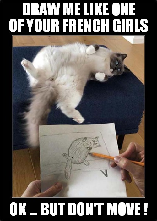Can't Really Draw But Willing To Try ! | DRAW ME LIKE ONE OF YOUR FRENCH GIRLS; OK ... BUT DON'T MOVE ! | image tagged in cats,draw me like one of your french girls | made w/ Imgflip meme maker
