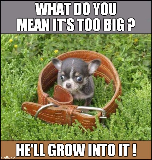 Pet Store Salesperson Of The Week ! | WHAT DO YOU MEAN IT'S TOO BIG ? HE'LL GROW INTO IT ! | image tagged in dogs,pet store,sales | made w/ Imgflip meme maker