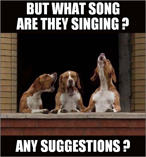 They're Definitely Making A Horrible Noise | BUT WHAT SONG ARE THEY SINGING ? ANY SUGGESTIONS ? | image tagged in dogs,singing,suggestions | made w/ Imgflip meme maker