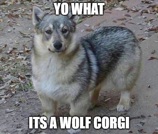 YO WHAT | YO WHAT; ITS A WOLF CORGI | image tagged in dog,corgi | made w/ Imgflip meme maker