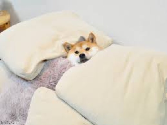 doge bed | image tagged in doge bed | made w/ Imgflip meme maker