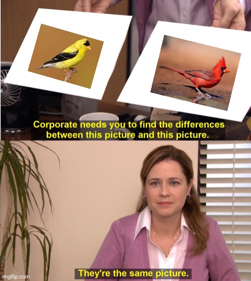 Birds | image tagged in memes,they're the same picture | made w/ Imgflip meme maker